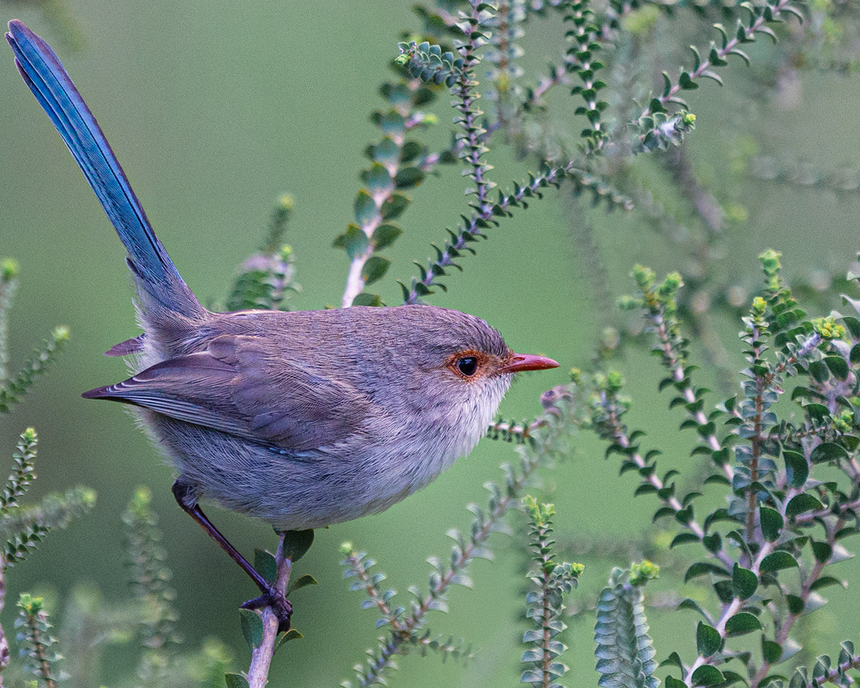 Protective Splendid Fairywren