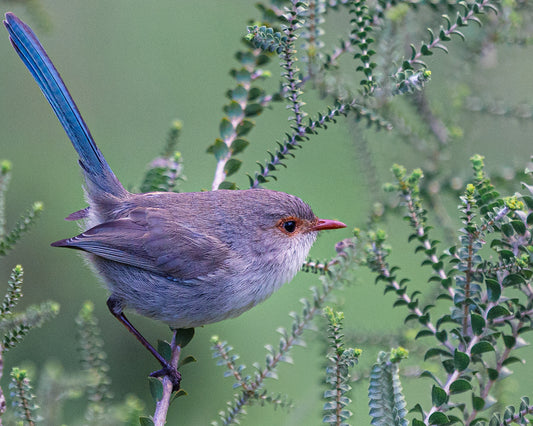 Protective Splendid Fairywren