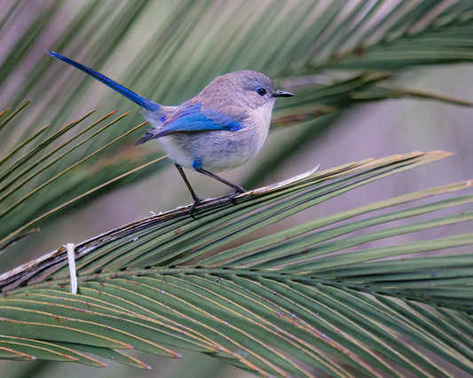 Innocent Splendid Fairywren