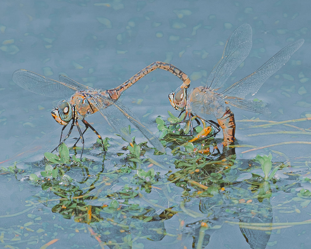 The Dance Of Love