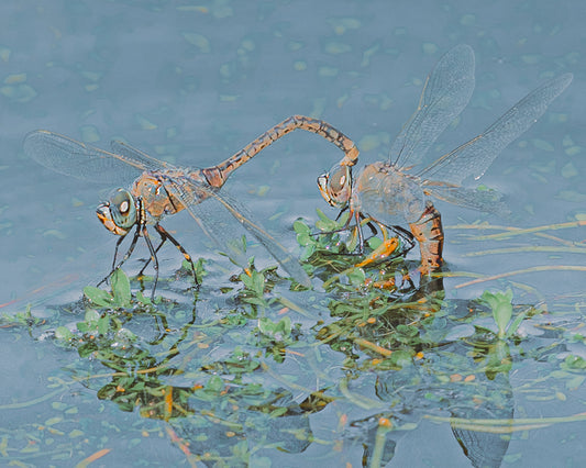 The Dance Of Love