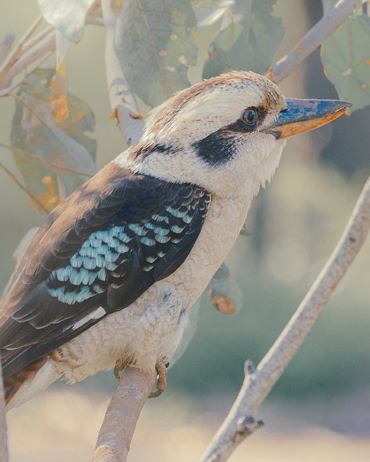 The Posing Kookaburra