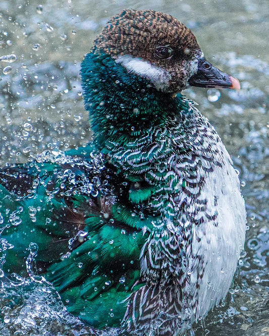The Water Dance