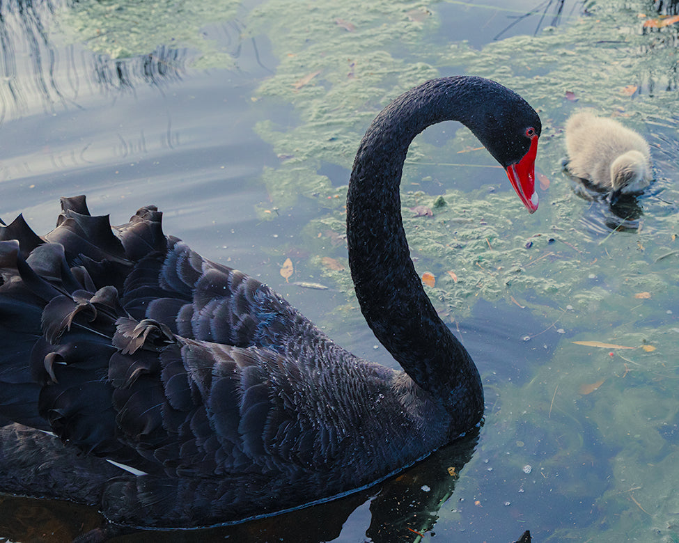 Swan Caring For It's Baby