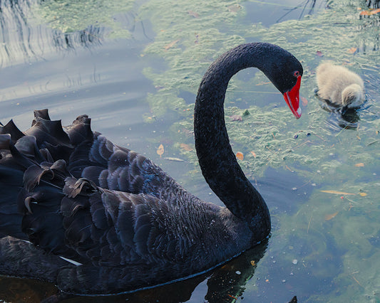 Swan Caring For It's Baby